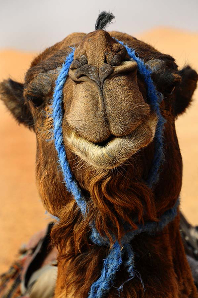 Dromedar, Marokko 2010.